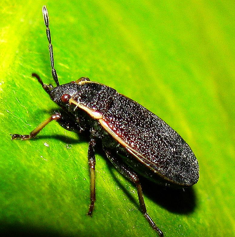 Pyrrhocoridae: Pyrrhocoris marginatus della Turchia